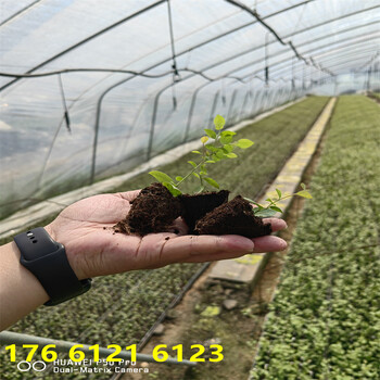 四川杯苗莱宝蓝莓苗种植要求