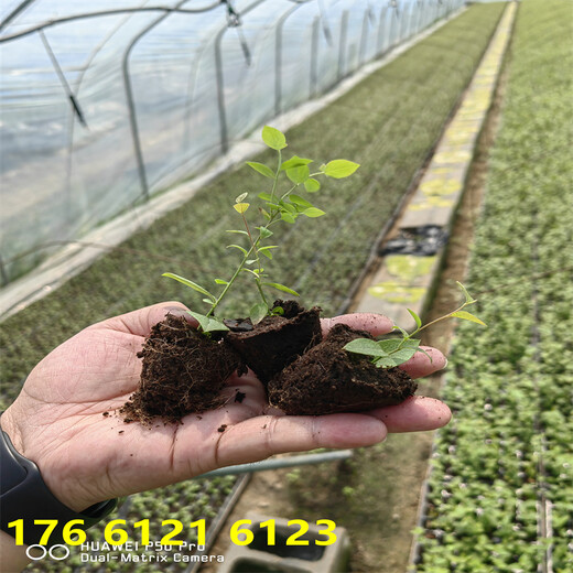 南方露天种植3年莱宝蓝莓苗主产区价格