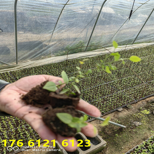 天津2年抗冻蓝莓苗新品种推荐