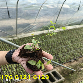 内蒙古1年莱宝蓝莓苗介绍