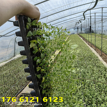 北方种植2年H5蓝莓苗怎么种植