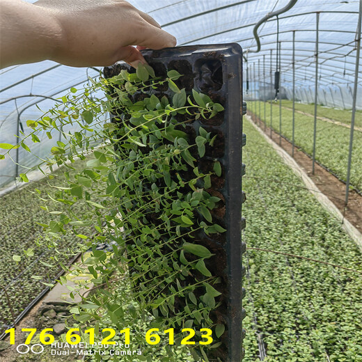 南方露天种植地栽f6蓝莓苗近期报价