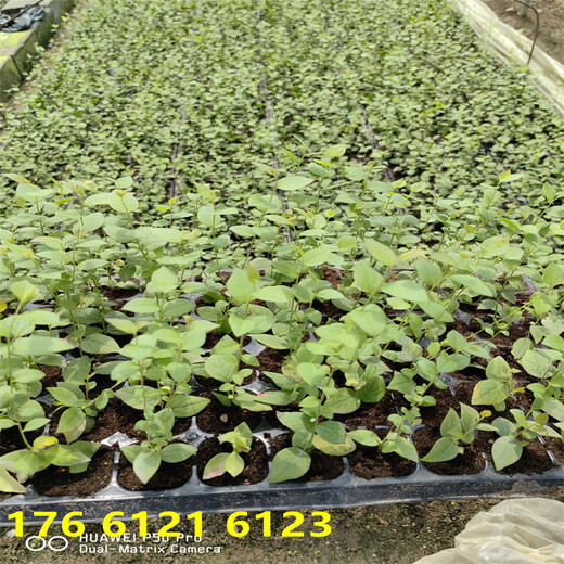 新品种莱宝蓝莓苗几年开始结果