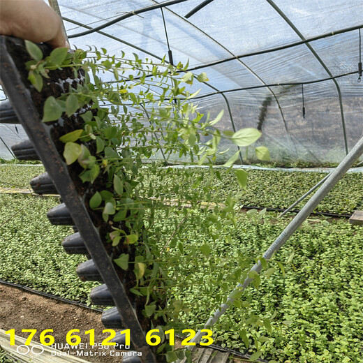 南方露天种植杯苗f6蓝莓苗栽种技术