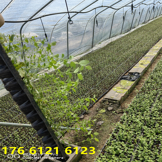 北方种植2年北高丛蓝莓苗近期报价