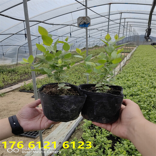 北方种植1年L蓝莓苗才卖多少钱一颗