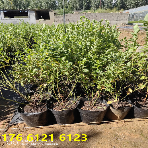 北方种植1年法新蓝莓苗近期批发价格