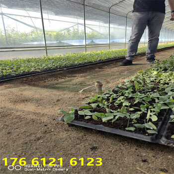 黑龙江当年结果L25蓝莓苗适合哪里种植