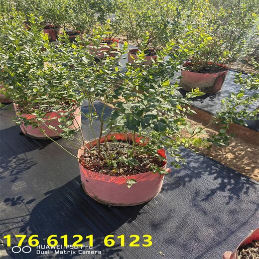 北方种植3年早熟蓝莓苗近期售价表