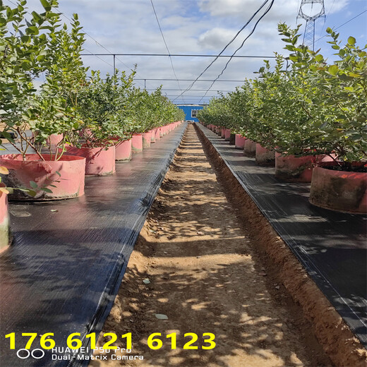 南方露天种植1年北高丛蓝莓苗主产区价格