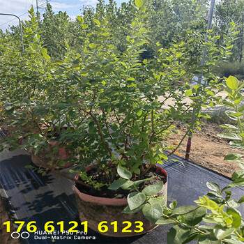 内蒙古3年智利杜克蓝莓苗高产品种推荐