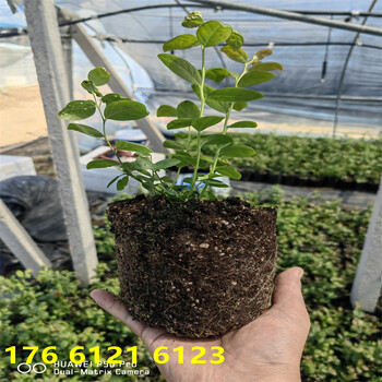 南方露天种植3年中晚熟蓝莓苗才卖多少钱一株
