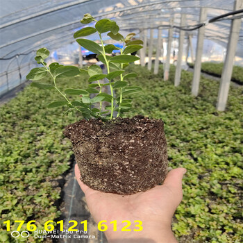 新品种北高丛蓝莓苗长啥样