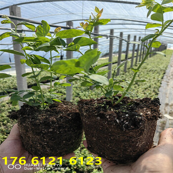 北方种植2年南高丛蓝莓苗价位一览表