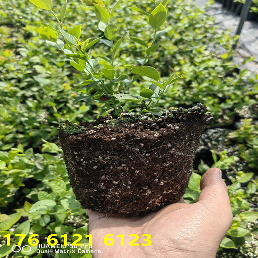 内蒙古1年L25蓝莓苗近期多少钱一株