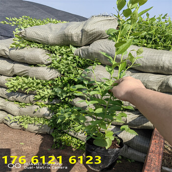 内蒙古3年智利杜克蓝莓苗高产品种推荐
