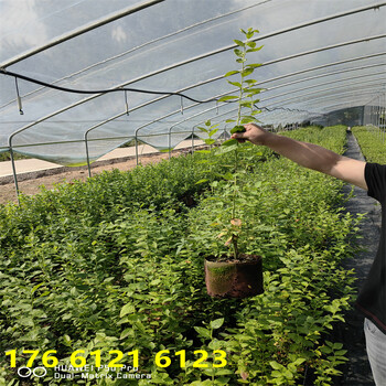 南方露天种植3年H5蓝莓苗基地送货价格