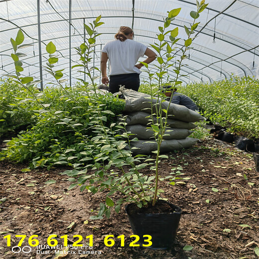 北方种植地栽f6蓝莓苗近期报价