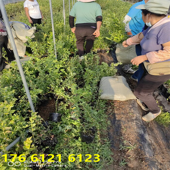 江西当年结果L11蓝莓苗适合哪里种植