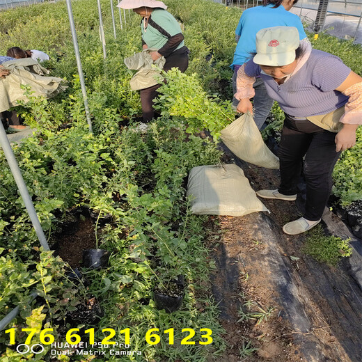 北方种植地栽莱宝蓝莓苗近期报价