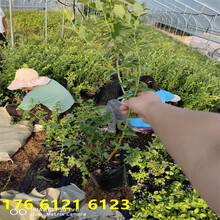 廣東F6藍莓苗的優點圖片