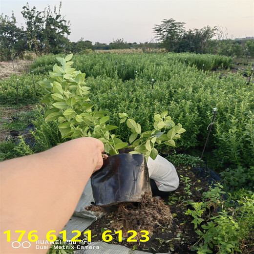 天津3年f6蓝莓苗亩栽种多少棵