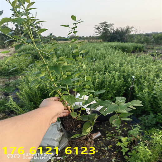 北方种植2年智利杜克蓝莓苗基地送货价格