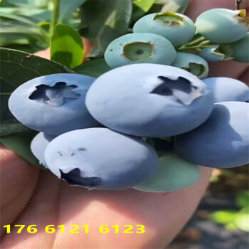四川当年结果抗旱蓝莓苗生长习性