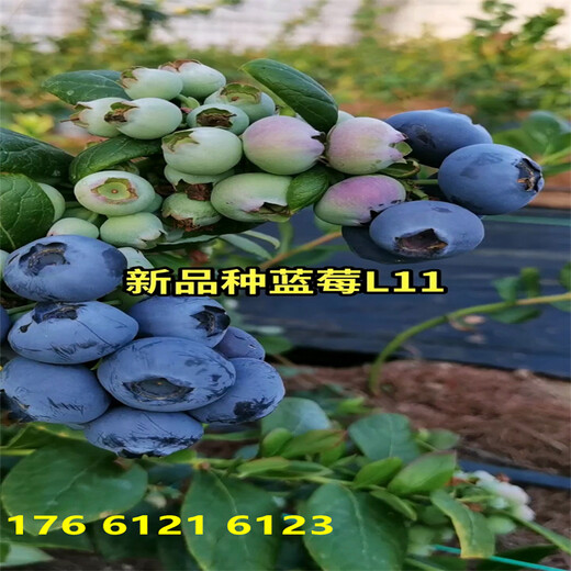 新疆当年结果H5蓝莓苗品种介绍