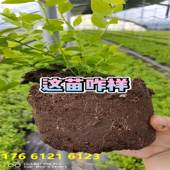 北方种植地栽北高丛蓝莓苗哪里有