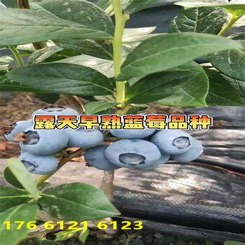 贵州当年结果F6蓝莓苗品种特性