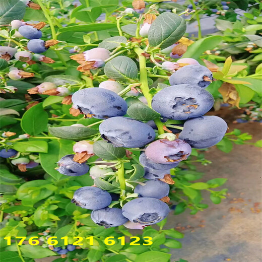 上海地栽德雷伯蓝莓苗适合哪里种植