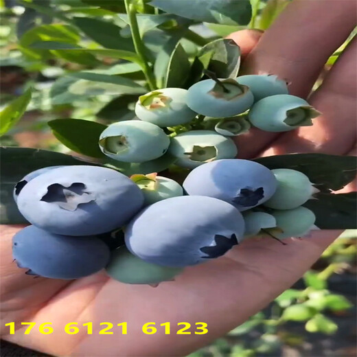 重庆2年法新蓝莓苗新品种推荐
