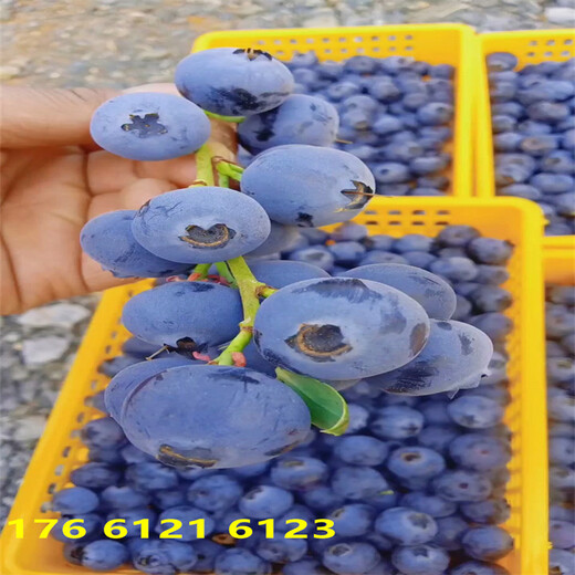 新品种F6蓝莓苗几月份移栽比较好