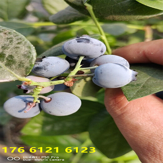 青海3年L11蓝莓苗好吃的新品种