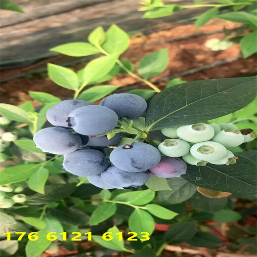 浙江2年H5蓝莓苗品种介绍