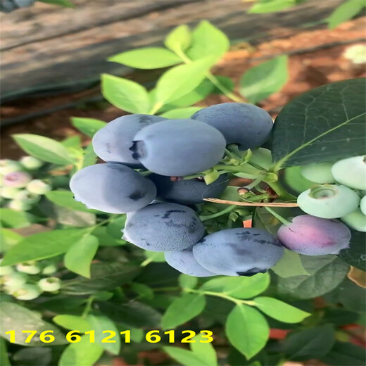 2023年新品种早熟蓝莓苗哪个品种好