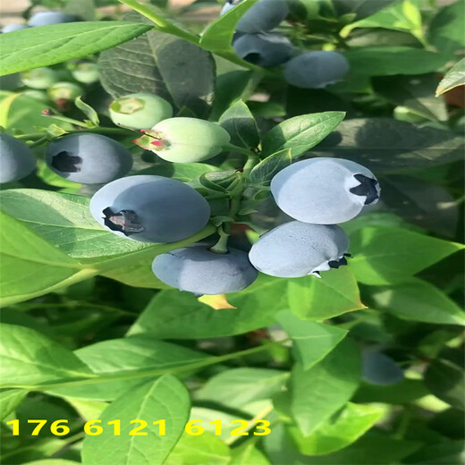 北方种植1年中晚熟蓝莓苗介绍适应能力