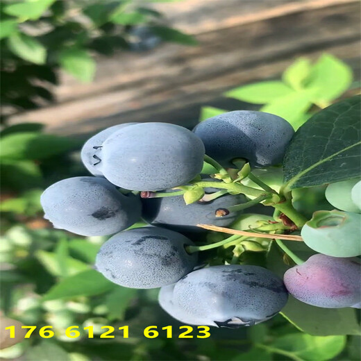 南方露天种植地栽f6蓝莓苗这里卖的多少钱