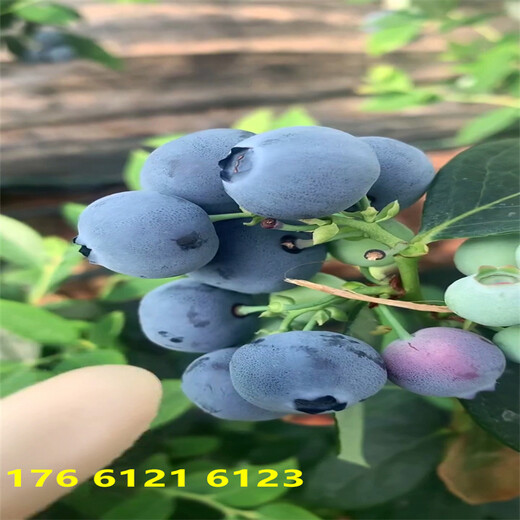 甘肃当年结果德雷伯蓝莓苗好吃的新品种