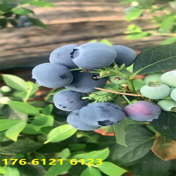 吉林杯苗早熟蓝莓苗高产品种介绍