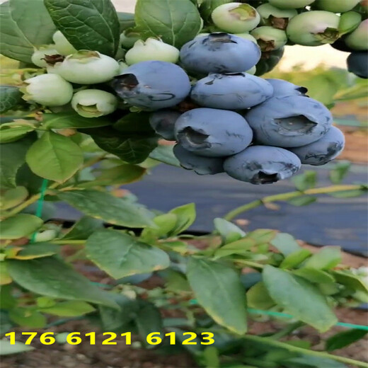 安徽德雷伯蓝莓苗什么时候栽种合适