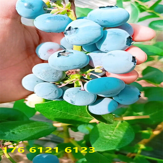 重庆智利杜克蓝莓苗生长习性