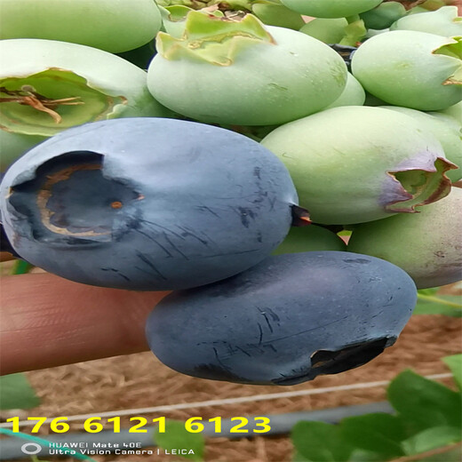 南方露天种植1年L25蓝莓苗怎么卖的多少钱一颗