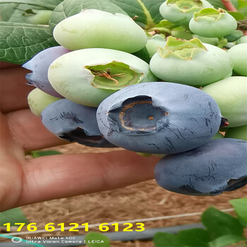 北方种植杯苗南高丛蓝莓苗主产区价格