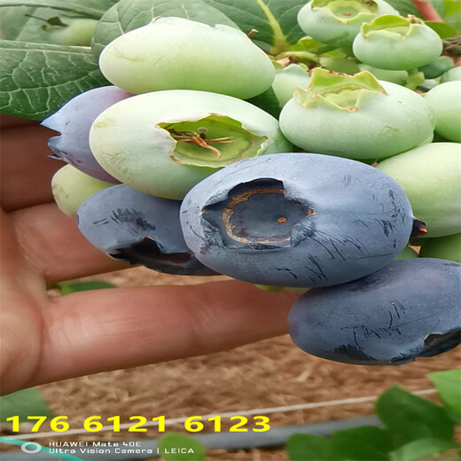 陕西北高丛蓝莓苗高产品种介绍