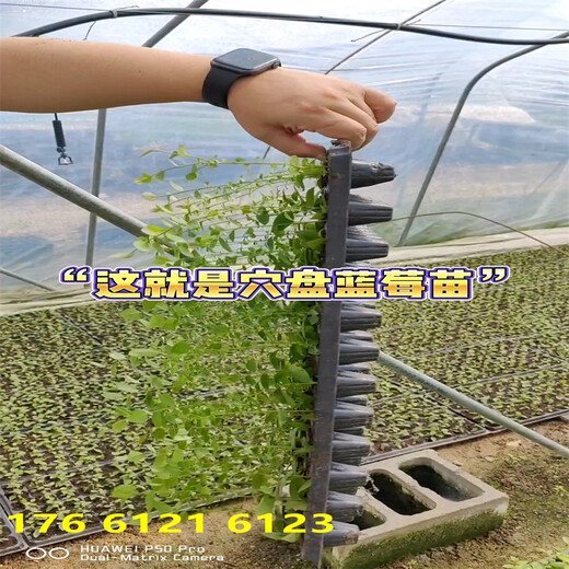 贵州H5蓝莓苗值得发展的新品种