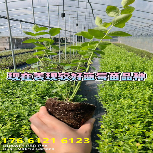 北方种植地栽L25蓝莓苗近期批发价格