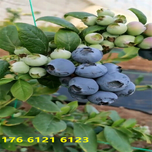 福建地栽L25蓝莓苗近期多少钱一株