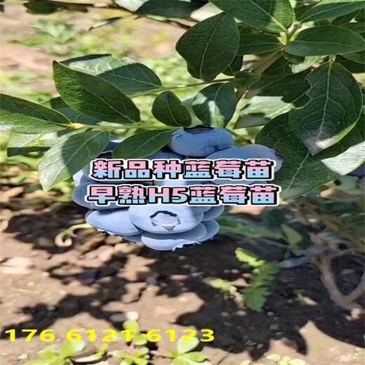 湖南3年c1蓝莓苗高产品种推荐